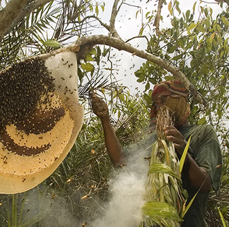 Wild Forest Honey